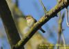 Chiffchaff at Wat Tyler Country Park (Richard Howard) (98815 bytes)