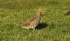 Grey Partridge at Fleet Head (Steve Arlow) (94833 bytes)