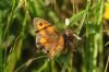 Gatekeeper at Gunners Park (Richard Howard) (61634 bytes)