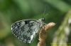 Marbled White at Bowers Marsh (RSPB) (Richard Howard) (56033 bytes)