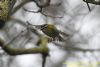 Firecrest at Gunners Park (Richard Howard) (47260 bytes)