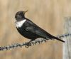 Ring Ouzel at Bowers Marsh (RSPB) (Graham Oakes) (44987 bytes)