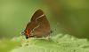 White-letter Hairstreak at Benfleet Downs (Steve Arlow) (33682 bytes)