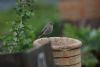 Black Redstart at Westcliff (Andrew Armstrong) (38112 bytes) Black Redstart at Westcliff (Andrew Armstrong) (38112 bytes)