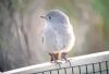 Black Redstart at Airport Business Park (Paul Baker) (44968 bytes) Black Redstart at Airport Business Park (Paul Baker) (44968 bytes)