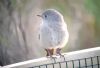 Black Redstart at Airport Business Park (Paul Baker) (44968 bytes)