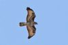 Buzzard at Rochford (Steve Arlow) (55166 bytes) Buzzard at Rochford (Steve Arlow) (55166 bytes)