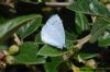 Holly Blue at Canvey Point (Richard Howard) (107353 bytes)