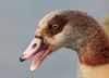 Egyptian Goose at Shoeburyness Park (Steve Arlow) (53383 bytes) Egyptian Goose at Shoeburyness Park (Steve Arlow) (53383 bytes)