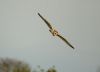 Short-eared Owl at Two Tree Island (West) (Sally Brierley) (21473 bytes) Short-eared Owl at Two Tree Island (West) (Sally Brierley) (21473 bytes)