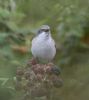 Lesser Whitethroat at Gunners Park (Jeff Delve) (43133 bytes)