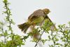 Corn Bunting at Bowers Marsh (RSPB) (Graham Oakes) (69570 bytes)