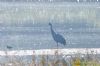 Crane at Wat Tyler Country Park (Richard Howard) (133552 bytes)