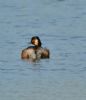 Black-necked Grebe at Bowers Marsh (RSPB) (Graham Oakes) (174337 bytes)