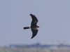 Pallid Harrier at Wallasea Island (RSPB) (Vince Kinsler) (20544 bytes)