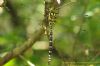 Southern Hawker at Benfleet Downs (Richard Howard) (56513 bytes)