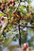 Brown Hawker at Benfleet Downs (Mike Bailey) (73517 bytes)