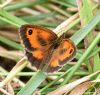 Gatekeeper at Bowers Marsh (RSPB) (Graham Oakes) (102507 bytes)