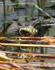 Emperor Dragonfly at Canewdon (Jeff Delve) (88880 bytes)