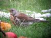 Fieldfare at Leigh on Sea (Matt Bruty) (105224 bytes) Fieldfare at Leigh on Sea (Matt Bruty) (105224 bytes)