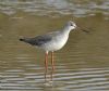 Spotted Redshank at Tewkes Creek (Graham Oakes) (66650 bytes)