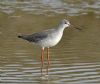 Spotted Redshank at Tewkes Creek (Graham Oakes) (66650 bytes) Spotted Redshank at Tewkes Creek (Graham Oakes) (66650 bytes)