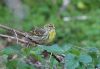 Serin at Gunners Park (Tim Bourne) (52363 bytes)