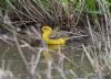 Yellow Wagtail at Wallasea Island (RSPB) (Jeff Delve) (84092 bytes)