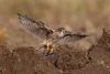 Merlin at Wallasea Island (RSPB) (Jeff Delve) (51714 bytes)