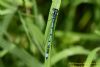 Azure Damselfly at Bowers Marsh (RSPB) (Richard Howard) (41475 bytes)