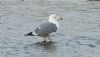Yellow-legged Gull at Hullbridge (Steve Arlow) (69175 bytes) Yellow-legged Gull at Hullbridge (Steve Arlow) (69175 bytes)