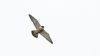 Peregrine Falcon at Bowers Marsh (RSPB) (Steve Arlow) (12785 bytes) Peregrine Falcon at Bowers Marsh (RSPB) (Steve Arlow) (12785 bytes)