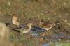 Twite at Wallasea Island (RSPB) (Richard Howard) (64490 bytes)