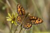 Wall Brown at Gunners Park (Richard Howard) (54884 bytes)