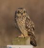 Short-eared Owl at Wallasea Island (RSPB) (Jeff Delve) (56360 bytes)