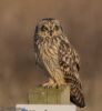 Short-eared Owl at Wallasea Island (RSPB) (Jeff Delve) (56360 bytes) Short-eared Owl at Wallasea Island (RSPB) (Jeff Delve) (56360 bytes)