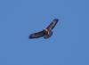 Buzzard at Magnolia NR, Hawkwell (Vince Kinsler) (14662 bytes)