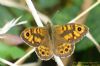 Wall Brown at Two Tree Island (West) (Richard Howard) (106468 bytes)