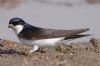 House Martin at Gunners Park (Vince Kinsler) (55752 bytes)