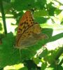 Silver-washed Fritillary at Belfairs N.R. (Paul Griggs) (85794 bytes) Silver-washed Fritillary at Belfairs N.R. (Paul Griggs) (85794 bytes)