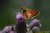 Small Skipper at Benfleet Downs (Richard Howard) (57133 bytes)