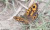 Wall Brown at Wakering Stairs (Jeff Delve) (69151 bytes)