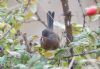 Dartford Warbler at Hadleigh Downs (Jeff Delve) (69559 bytes)