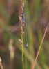 Emerald Damselfly at Bowers Marsh (RSPB) (Tim Bourne) (34697 bytes)