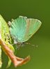 Green Hairstreak at Canvey Wick (Graham Oakes) (55762 bytes)