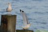 Kittiwake at Southend Pier (Richard Howard) (74579 bytes)