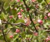 Nightingale at Two Tree Island (East) (Gordon Appleton) (94360 bytes)