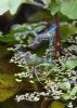 Azure Damselfly at Canewdon (Jeff Delve) (84113 bytes)