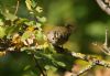 Goldcrest at Gunners Park (Gordon Appleton) (64309 bytes)