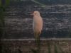 Cattle Egret at Vange Marsh (RSPB) (Tim Bourne) (51700 bytes) Cattle Egret at Vange Marsh (RSPB) (Tim Bourne) (51700 bytes)